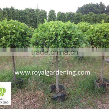 Ficus Panda 1 Ball ( 1 Step) Nursery photo-2