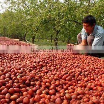 Xinjiang dried jujube fruit and red jujube