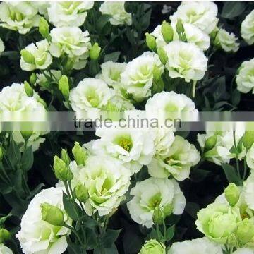 Love theme Crazy Selling various eustoma flowers