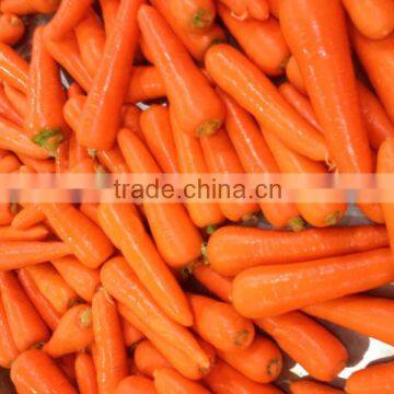 2016 fresh vegetables carton packing for fresh carrot price