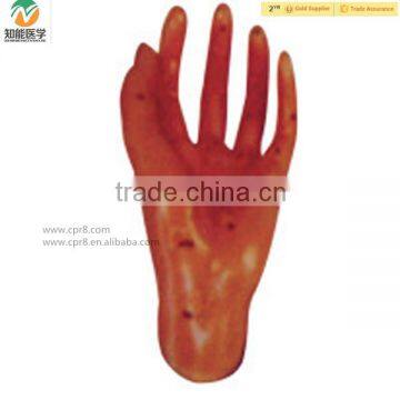 High Quality Hand Chinese Acupuncture Model