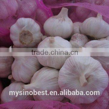 2016 New Crop Chinese Fresh Garlic