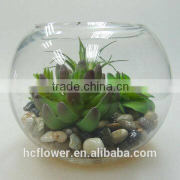 new model glass bowl succulents for home decoration