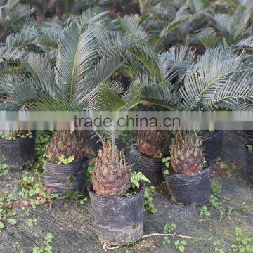 Decorative indoor sago palm trees for sale