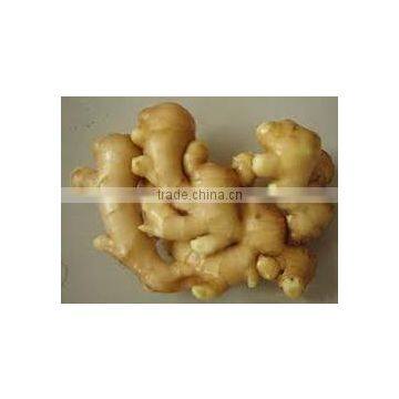 Fresh Ginger for Sale photo-3