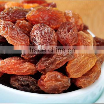 xinjiang whole sale low price green raisn