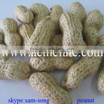 Delicious Organic Taste Peanut in Shell photo-3