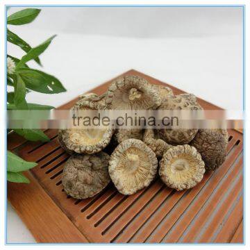 Smooth Surface Shiitake Mushroom for Sale