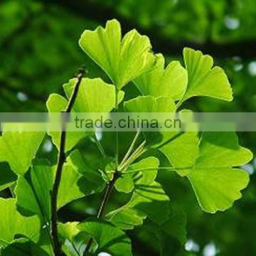 Professional manufacturer supply Ginkgo Biloba Extract Powder