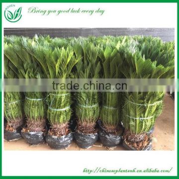 Cycas Outdoor Green Plants