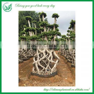 Special Shaped Garden Outdoor Plant Ficus Big Tree Sale