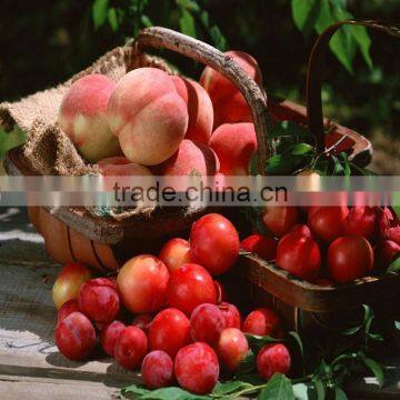 Crystal State 20% Gibberellic Acid photo-3