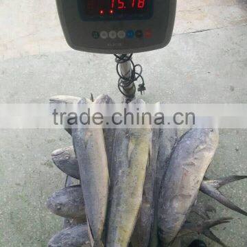 Ready Stock Sea Frozen Mahi Mahi Whole Round 2kgs + photo-3