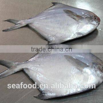 Frozen Silver Pomfret fish