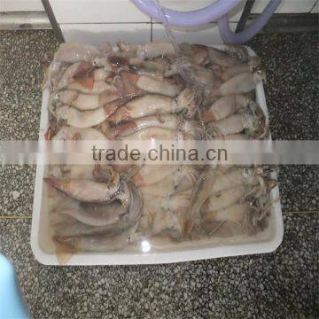 frozen squid fish