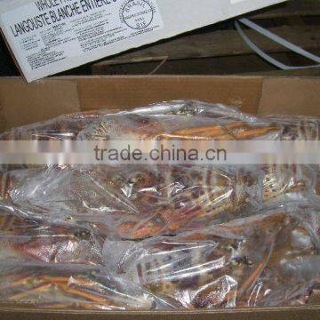 Spiny Lobster photo-3