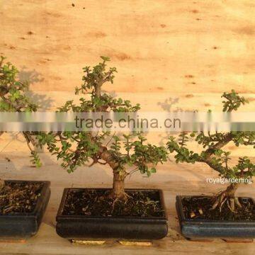 Portulacaria afra ( Jade plant) bonsai S shape