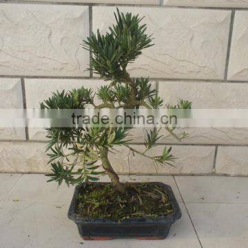 Indoor Bonsai Podocarpus Macrophyllus for Decoration S Shape photo-3