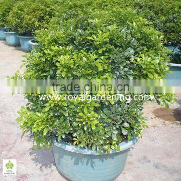 Aglaia odorata Ornamental Plants