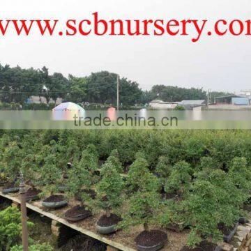 Bonsai nursery plant supplier from china