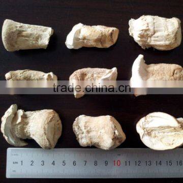 Dried Mushroom Leg , Mushroom Stem photo-4