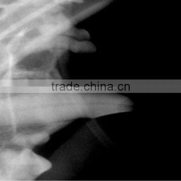 Battery Powered Mobile Digital X-Ray photo-5