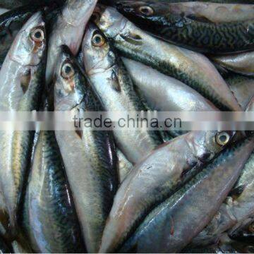 Frozen Pacific l Mackerel fish whole round