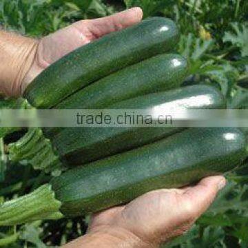 Black Beauty chinese deep green anti-virus Zucchini Seeds