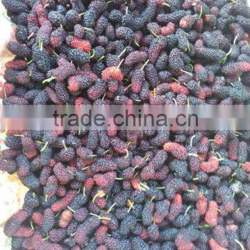 IQF frozen mulberry with good quality and hot price