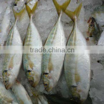 HIGH QUALITY FROZEN WHOLE YELLOWTAIL SCAD