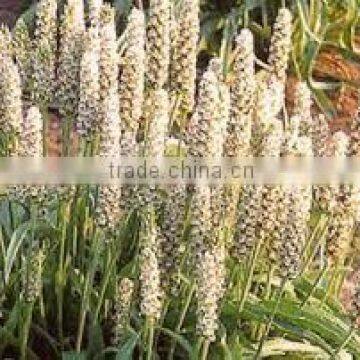 Psyllium Husk photo-3