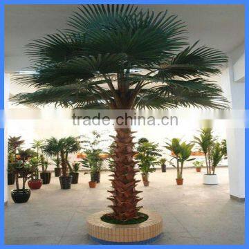 Washingtonia Palm Tree Indoor
