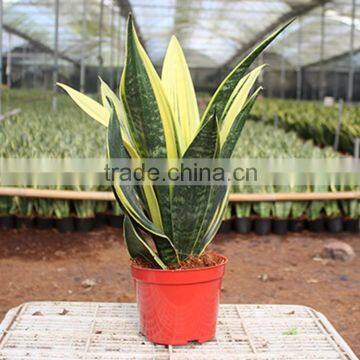 Golden Sansevieria