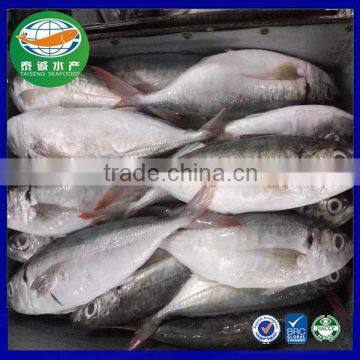 2016 New Frozen Seafood Red Tail Horse Mackerel 500g up for market