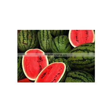 Fresh Watermelon New crop Fresh Fruit-Water Melon