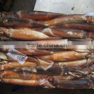 Frozen Argentina Squid