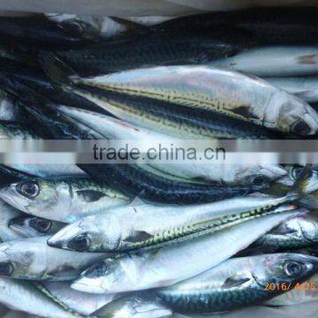 Quality Frozen whole mackerel /sea food