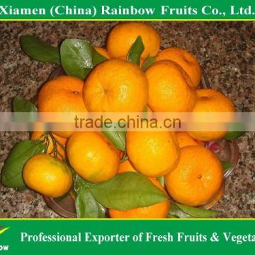 Sweet Honey Baby Mandarin orange(citrus fruits) Nanfeng Baby mandarin from China