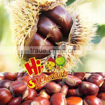 New Crop Organic Chinese Fresh Chestnuts----best chestnuts for roasting