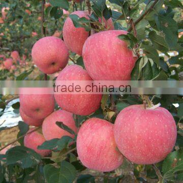 2016 Fresh Fuji Apple From China Fresh Fuji Apple Price photo-3