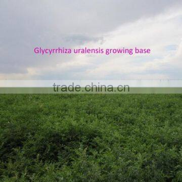 Small Size Chinese Licorice Root Seeds Glycyrrhiza Uralensis Seeds For Growing photo-4