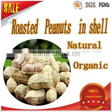 Hot selling organic health food roasted peanuts in shell with good taste