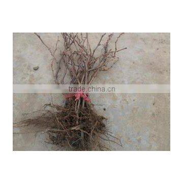 Easy Survival Putao Shu:The Grape Seedling photo-3