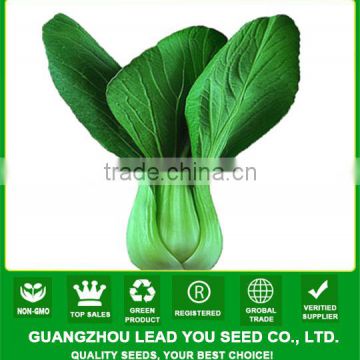 PK01 DP heat resistant f1 hybrid pakchoi seeds, rape seeds for planting