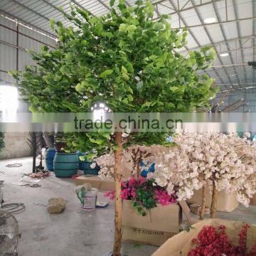 Ginkgo Biloba Supplements Artificial Ginkgo Biloba photo-4