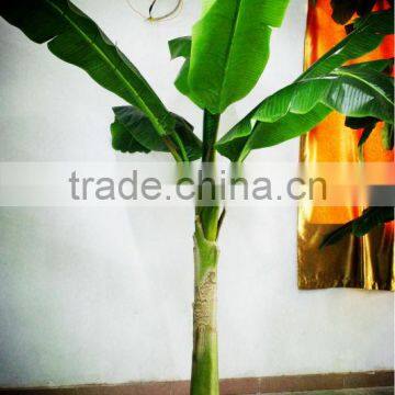 Y8463-7-1LS ( 2014 Hot Sale Factory Direct Extra Large Banana Trees for Hotel Decoration ) photo-5