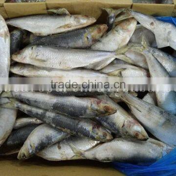 Cheap Sardine Sea Fish photo-6