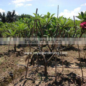 Plumeria Rubra(Red Frangipani) photo-2