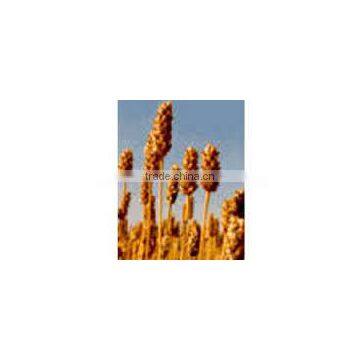 Plantago Ovata Extract photo-4