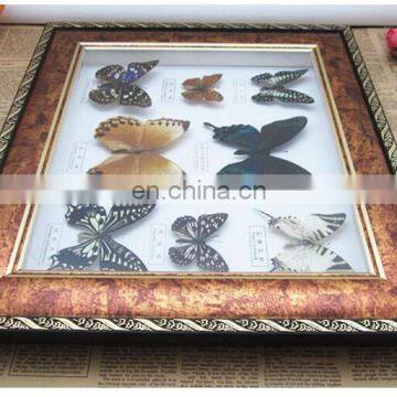 Butterfly in Wooden Frame for Collection and Gifts photo-4